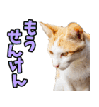 愛媛伊予弁☆にゃんこ（個別スタンプ：17）
