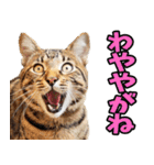 愛媛伊予弁☆にゃんこ（個別スタンプ：18）