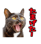 愛媛伊予弁☆にゃんこ（個別スタンプ：19）