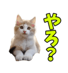 愛媛伊予弁☆にゃんこ（個別スタンプ：20）