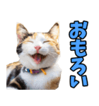 愛媛伊予弁☆にゃんこ（個別スタンプ：21）