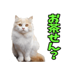 愛媛伊予弁☆にゃんこ（個別スタンプ：22）