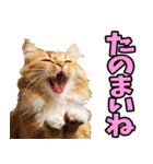 愛媛伊予弁☆にゃんこ（個別スタンプ：23）