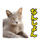 愛媛伊予弁☆にゃんこ（個別スタンプ：24）