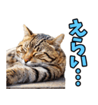 愛媛伊予弁☆にゃんこ（個別スタンプ：25）