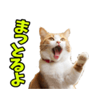 愛媛伊予弁☆にゃんこ（個別スタンプ：27）
