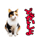 愛媛伊予弁☆にゃんこ（個別スタンプ：29）