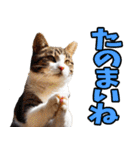 愛媛伊予弁☆にゃんこ（個別スタンプ：30）