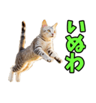 愛媛伊予弁☆にゃんこ（個別スタンプ：31）