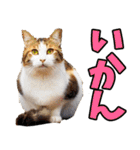 愛媛伊予弁☆にゃんこ（個別スタンプ：32）