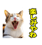 愛媛伊予弁☆にゃんこ（個別スタンプ：34）