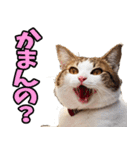 愛媛伊予弁☆にゃんこ（個別スタンプ：35）