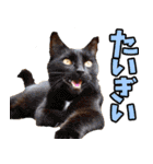 愛媛伊予弁☆にゃんこ（個別スタンプ：36）