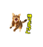 愛媛伊予弁☆にゃんこ（個別スタンプ：37）