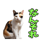 愛媛伊予弁☆にゃんこ（個別スタンプ：38）