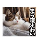 愛媛伊予弁☆にゃんこ（個別スタンプ：40）