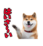 沖縄弁☆柴犬（個別スタンプ：1）