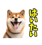 沖縄弁☆柴犬（個別スタンプ：2）
