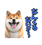 沖縄弁☆柴犬（個別スタンプ：3）