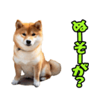 沖縄弁☆柴犬（個別スタンプ：4）