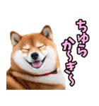 沖縄弁☆柴犬（個別スタンプ：5）