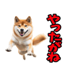 沖縄弁☆柴犬（個別スタンプ：6）