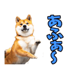 沖縄弁☆柴犬（個別スタンプ：7）