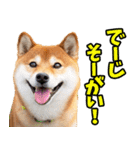沖縄弁☆柴犬（個別スタンプ：8）