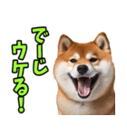 沖縄弁☆柴犬（個別スタンプ：9）