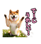 沖縄弁☆柴犬（個別スタンプ：10）
