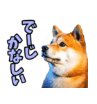 沖縄弁☆柴犬（個別スタンプ：11）
