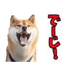 沖縄弁☆柴犬（個別スタンプ：12）