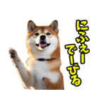 沖縄弁☆柴犬（個別スタンプ：13）