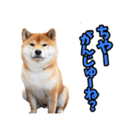 沖縄弁☆柴犬（個別スタンプ：14）