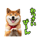 沖縄弁☆柴犬（個別スタンプ：15）