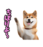 沖縄弁☆柴犬（個別スタンプ：16）