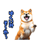 沖縄弁☆柴犬（個別スタンプ：17）