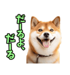 沖縄弁☆柴犬（個別スタンプ：18）