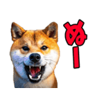 沖縄弁☆柴犬（個別スタンプ：19）