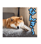 沖縄弁☆柴犬（個別スタンプ：20）