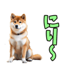 沖縄弁☆柴犬（個別スタンプ：21）