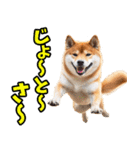 沖縄弁☆柴犬（個別スタンプ：22）
