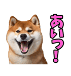 沖縄弁☆柴犬（個別スタンプ：24）