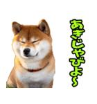 沖縄弁☆柴犬（個別スタンプ：26）