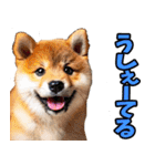 沖縄弁☆柴犬（個別スタンプ：29）