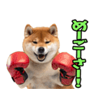 沖縄弁☆柴犬（個別スタンプ：30）