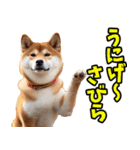 沖縄弁☆柴犬（個別スタンプ：31）