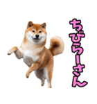 沖縄弁☆柴犬（個別スタンプ：32）