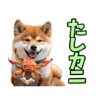 沖縄弁☆柴犬（個別スタンプ：33）