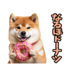 沖縄弁☆柴犬（個別スタンプ：34）